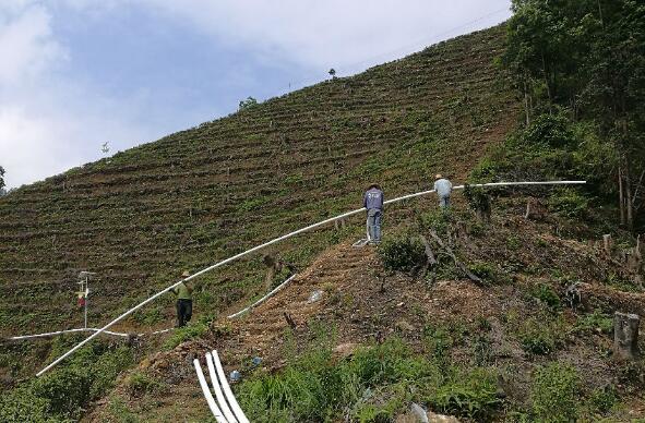 巧用滴灌，農(nóng)專(zhuān)家手把手教你種出好柚子！