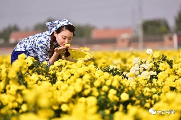 云臺(tái)冰菊基地發(fā)生了什么？一批批領(lǐng)導(dǎo)專家團(tuán)隊(duì)前來(lái)！